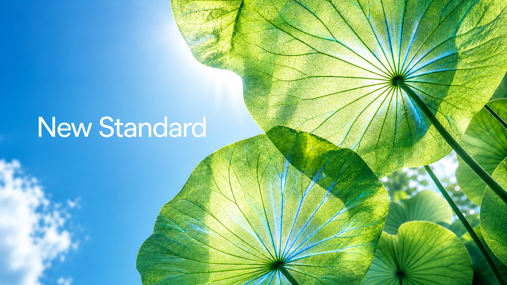光に透ける植物の葉とNew Standardの文字